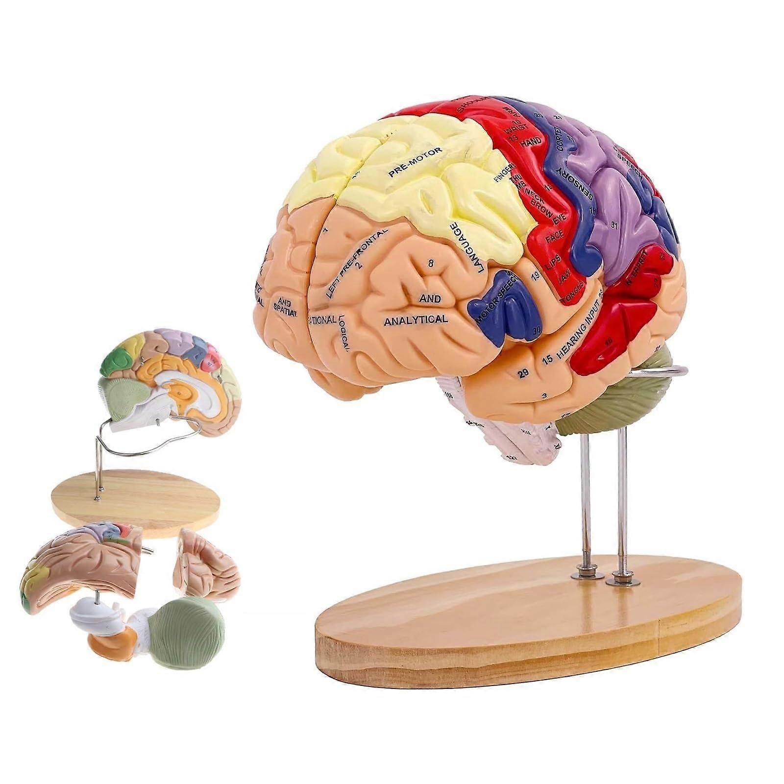 2X Life Size Human Brain Model, FourPart Anatomy with 130 Labeled ColorCoded Structures for Neuroscience Learning