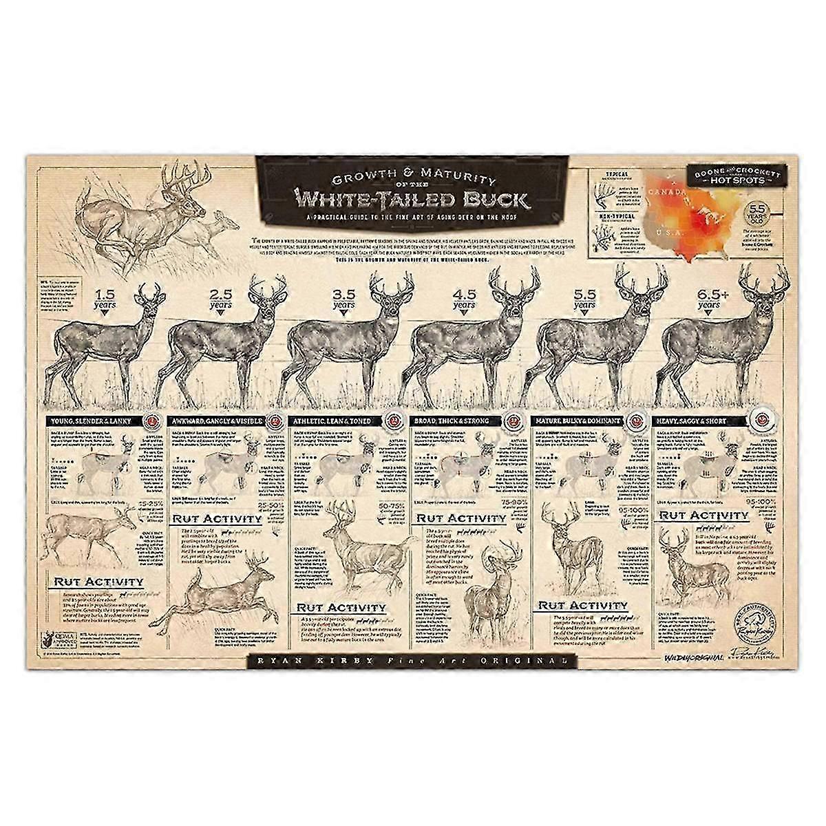 The Growth and Maturity of the White-Tailed Buck" Paper Print C