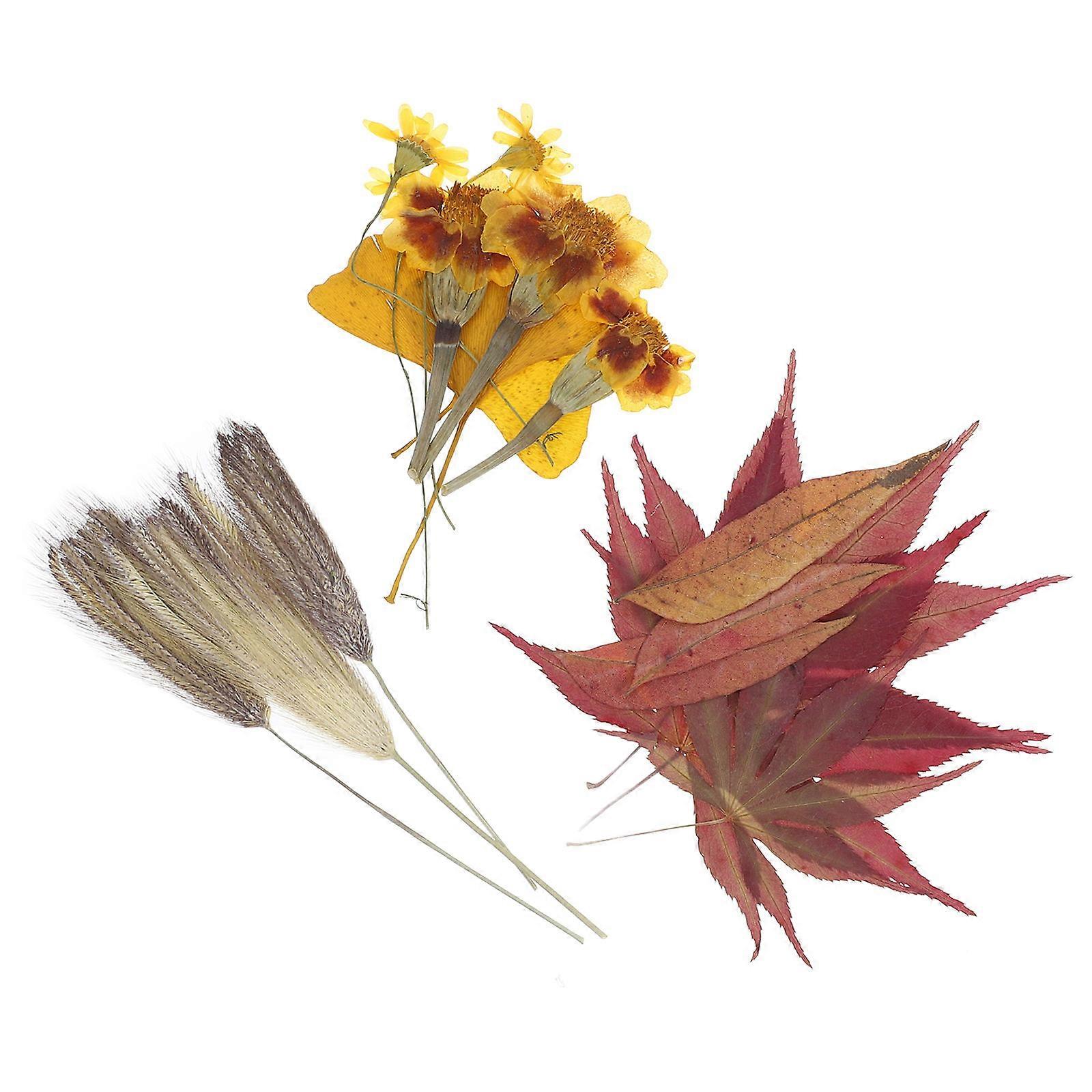 Real Dried Pressed Autumn Leaves For Craft Decoration Ideal For Children And Adults 18Pcs