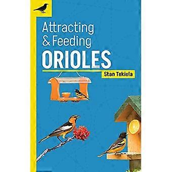 Attracting & Feeding Orioles