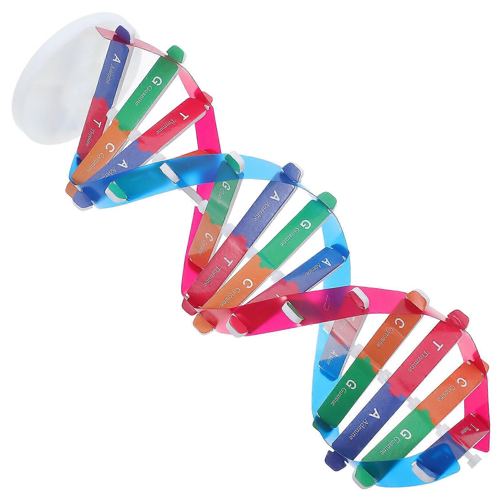 Dna Kit Double Helix Structure Model for Gene Science Learning