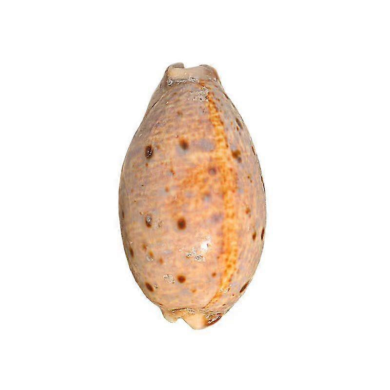Ocelot Cowrie Specimen Seashell For Tank & Aquarium Landscaping