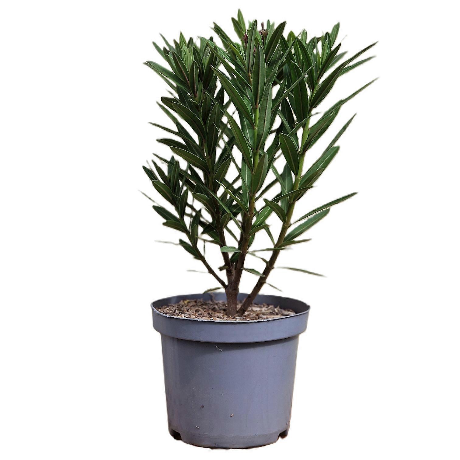 Oleander "No. 18" - Nerium oleander - Size C03