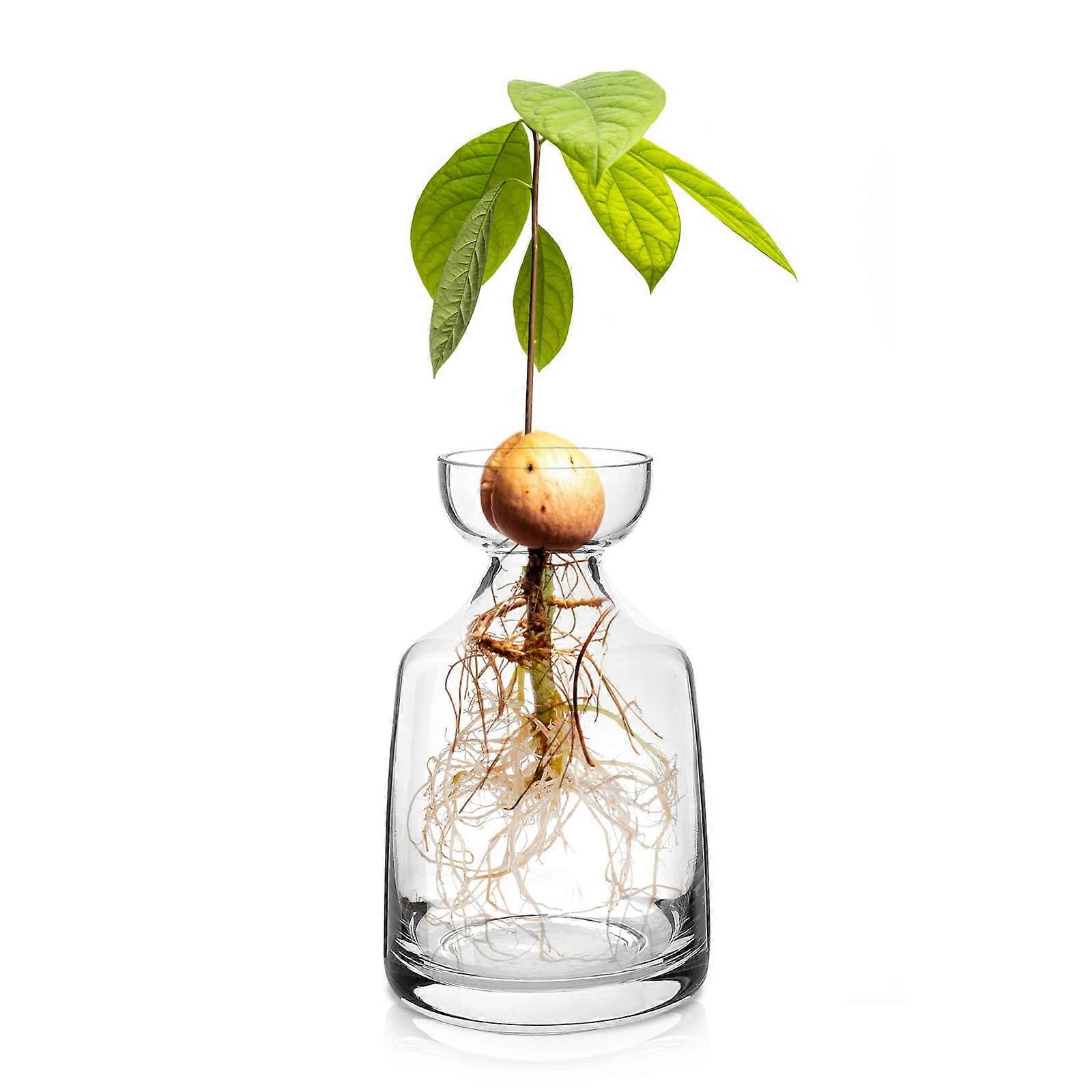 Glass Avocado Tree Growing Kit with Clear Bulb Vase - Indoor Plant Pot for Home Table Desk Decor