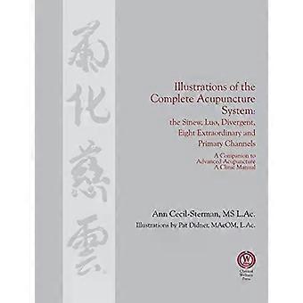 Illustrations Of The Complete Acupuncture System The Sinew Luo Divergent - Ann Cecil-Sterman
