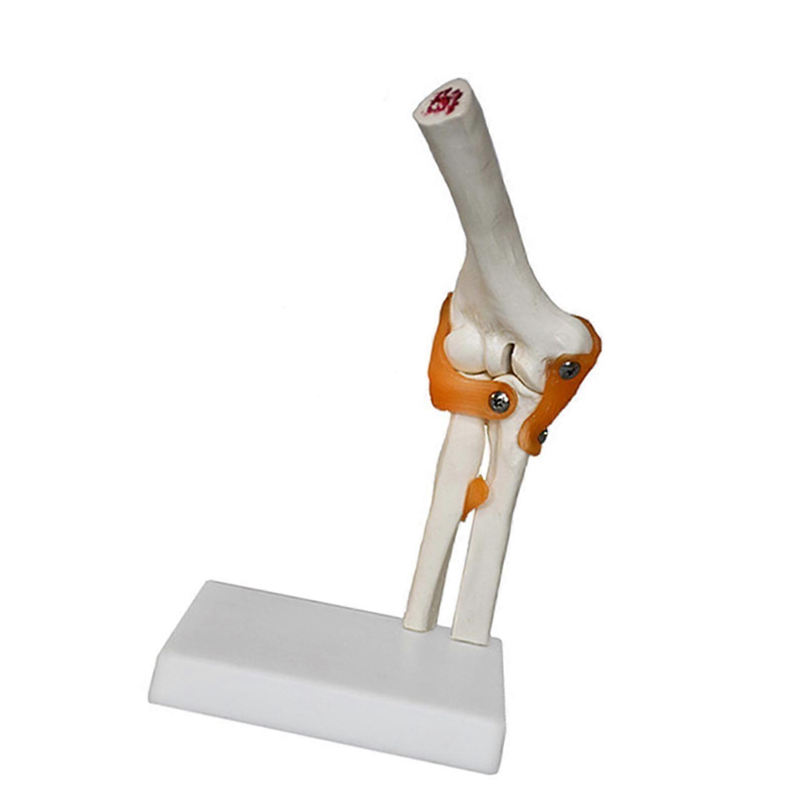 Human Elbow Joint Model Lightweight Skeleton Model for Display Science Study