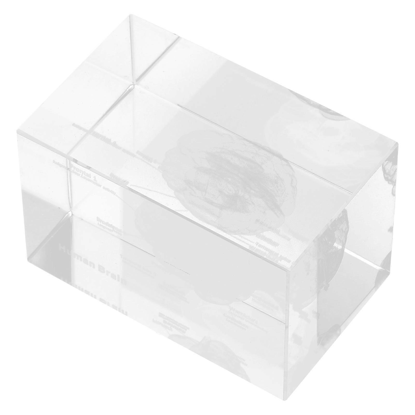 Crystal Human Brain Anatomy model for Home Decor Transparent 3D Cube Scientific Educational Display