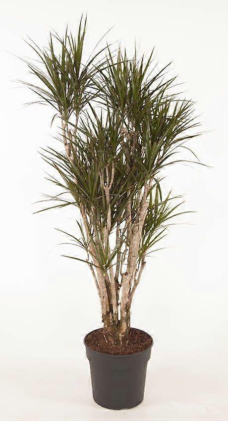 Dracaena Marginata vertakt - 145-160cm - Ø30cm
