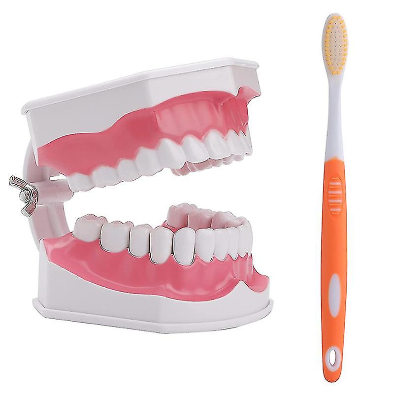 1set Teeth Model