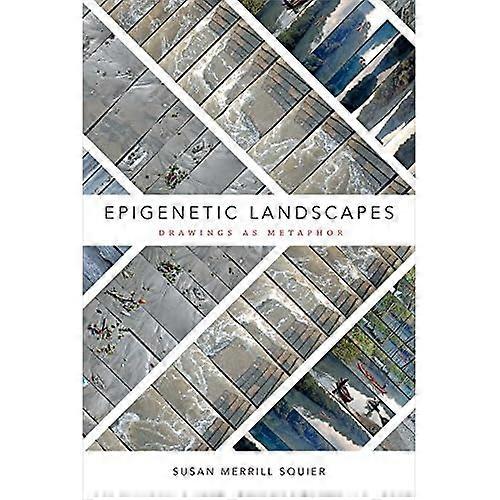 Epigenetic Landscapes: Drawings As Metaphor