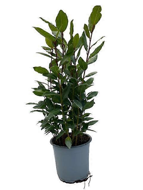 Laurus Nobilis - 25-35cm - Ø14cm