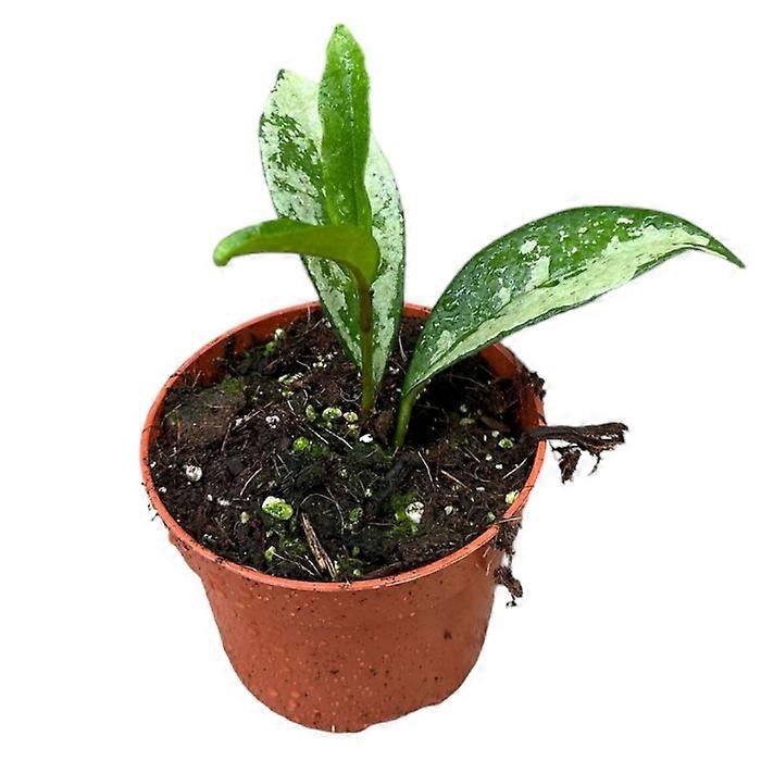 Eufloria API certification test EFT-CP0022-S001