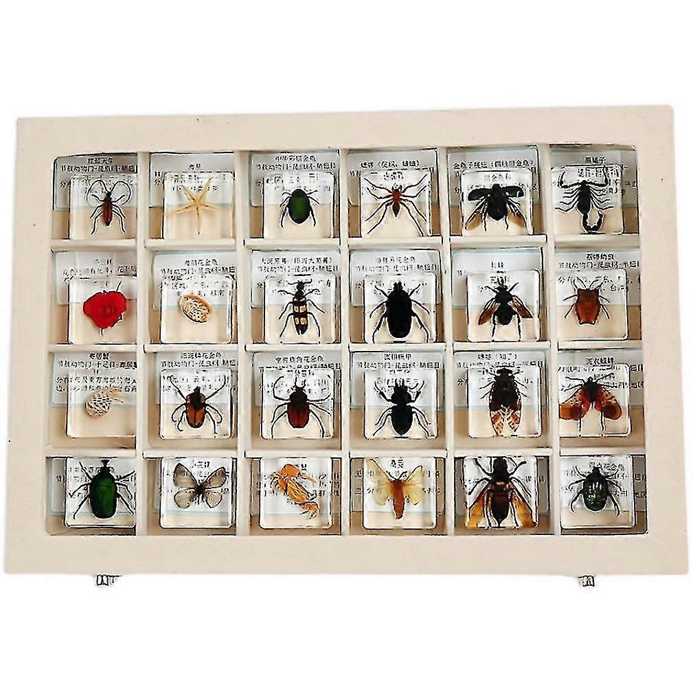 Resin Insect Specimen Box For Observation Teaching