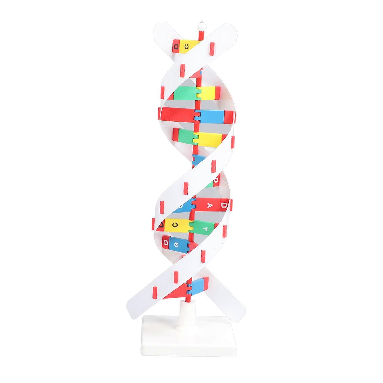 DNA Structure Model Colorful Double Spiral Assemble Model Science Educational Teaching Toy