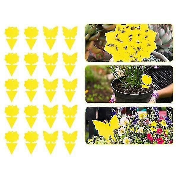 20st klibbiga fällor, Sticky fruktfluga och plantera myggbugg