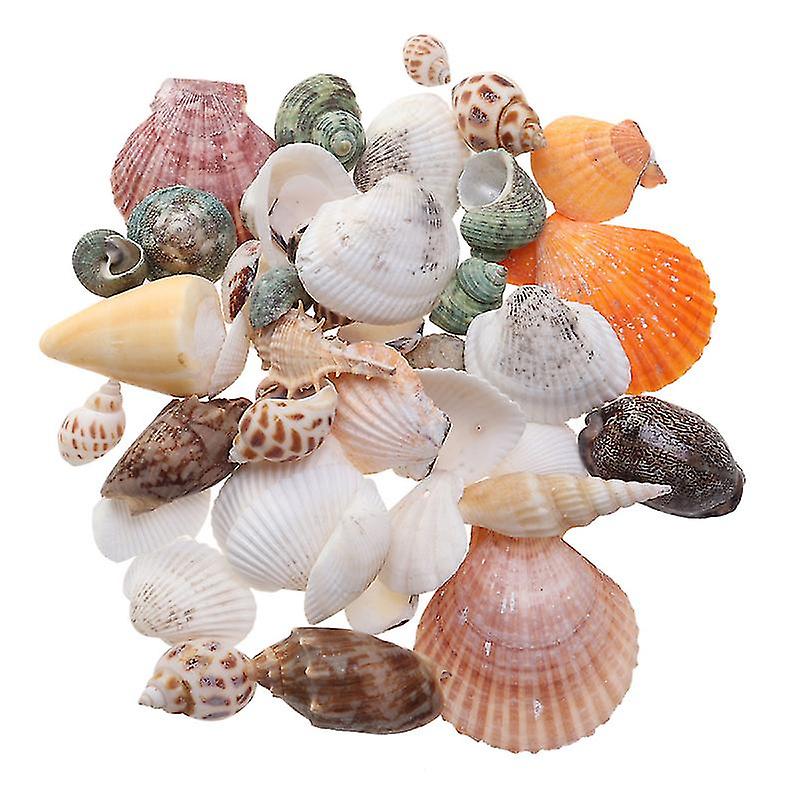 35 adet Doğal Deniz Kabuğu