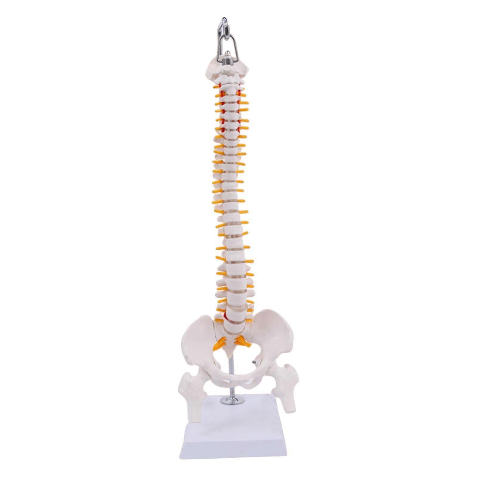 Hanging Human Spine Model Vertebral Column Model for Teaching Education Tool