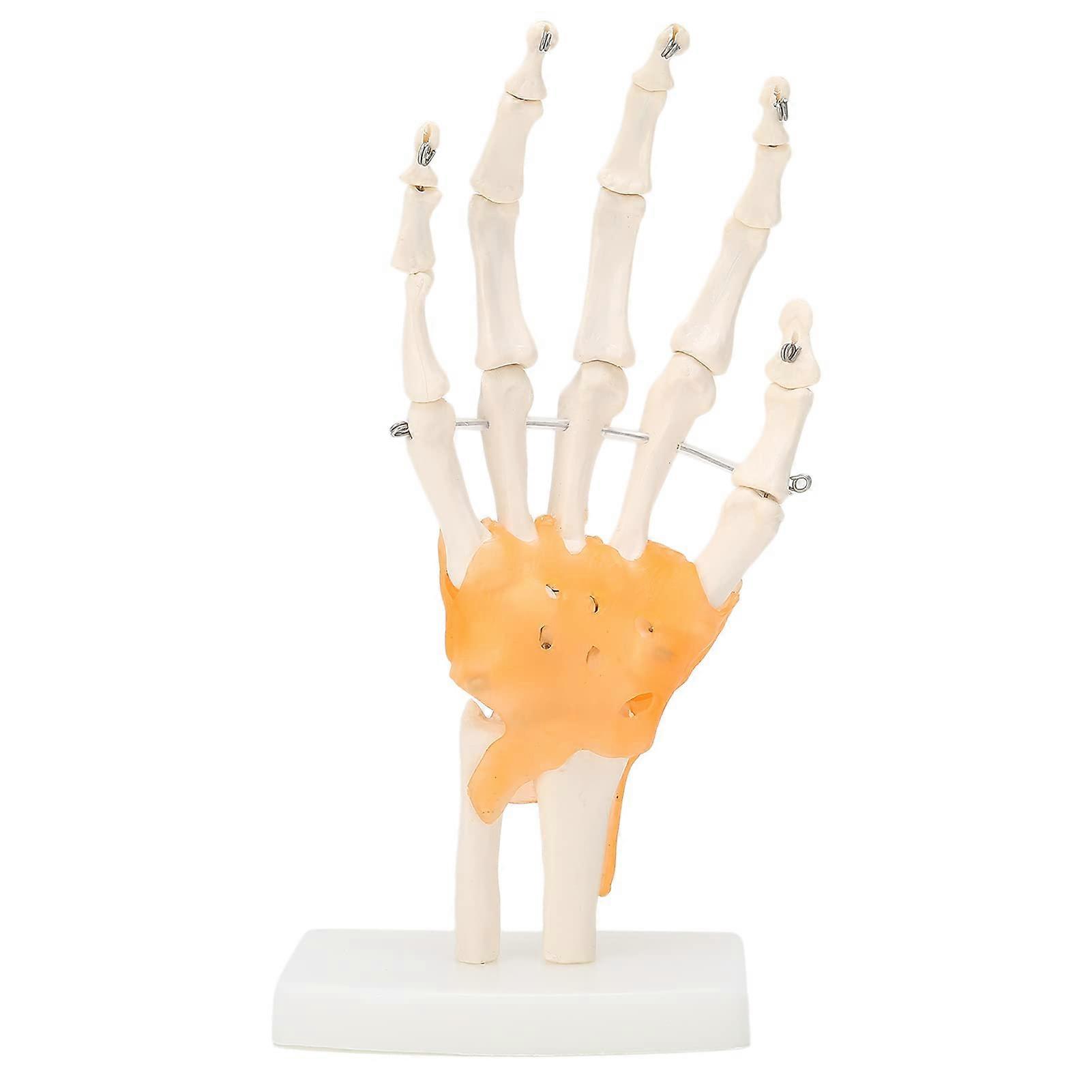 Hand Anatomy Model with Ligaments, Detailed Bone Structure, Flexible PVC Hand Joint for Teaching