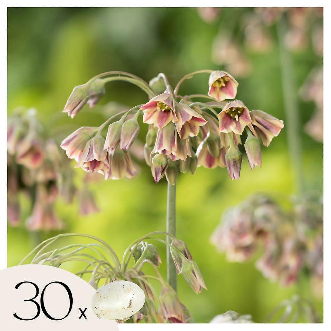 Prydløg - 30 stk. - Allium 'Nectaroscordum' - Blomsterløg - Lyserød
