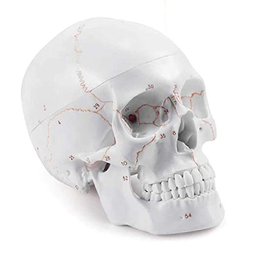 Anatomical Model Human Skull of Adult Human Anatomical 3 Part Includes Full Bit Skeleton Model with Realistic Looking Bones and Learning Movements