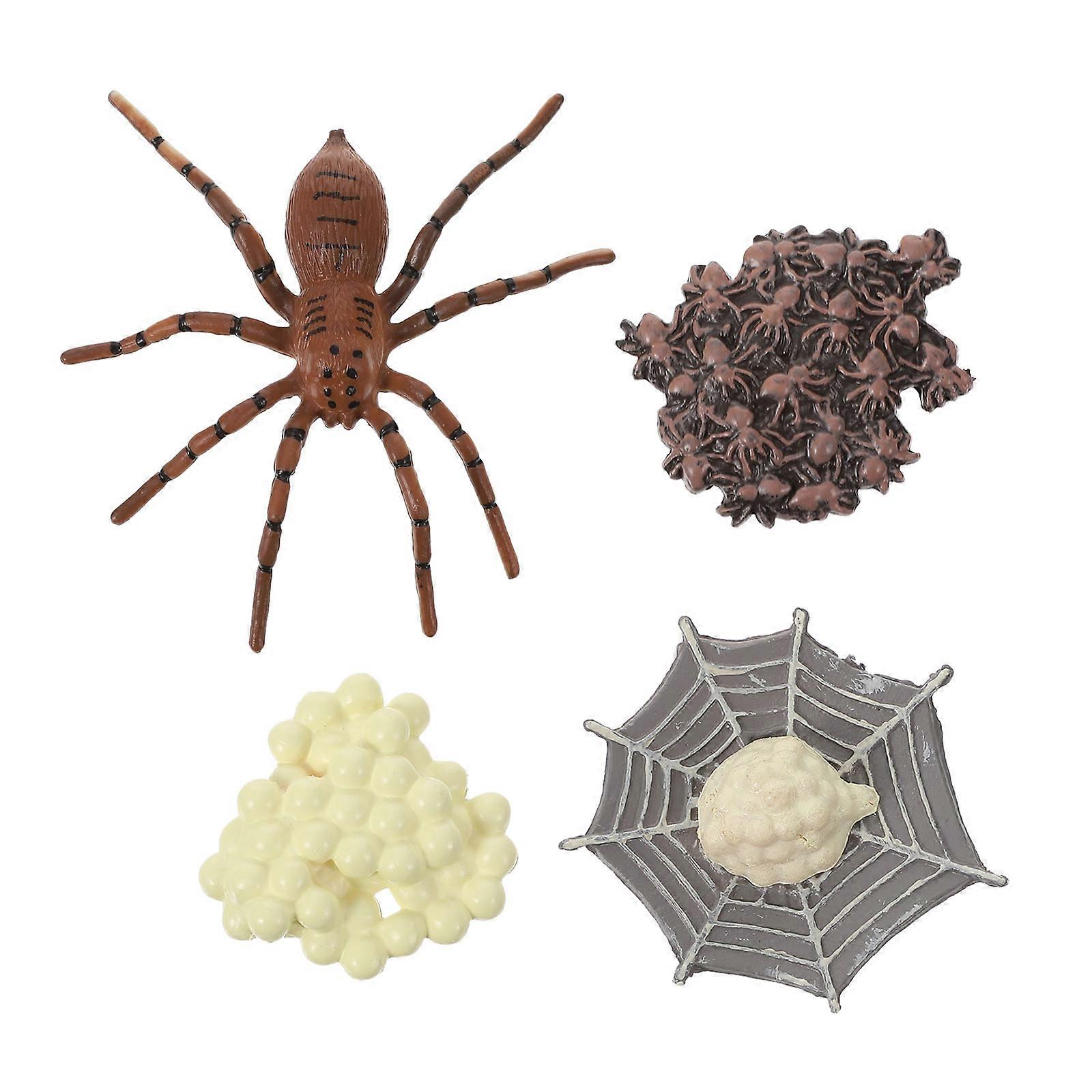 The **Life Cycle of a Spider** growth cycle model or figurine set is an educational and interactive toy designed to teach children — especially