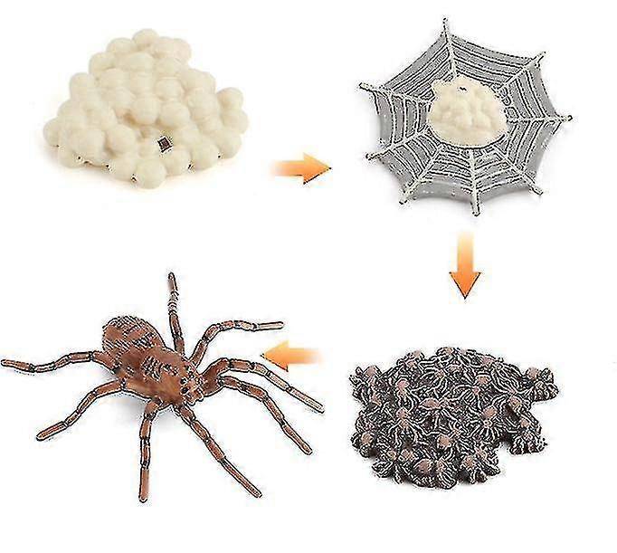 Miniature Simulation Insect Growth Cycle Science And Education Cognitive Model Children's Learning Toys 4pcs