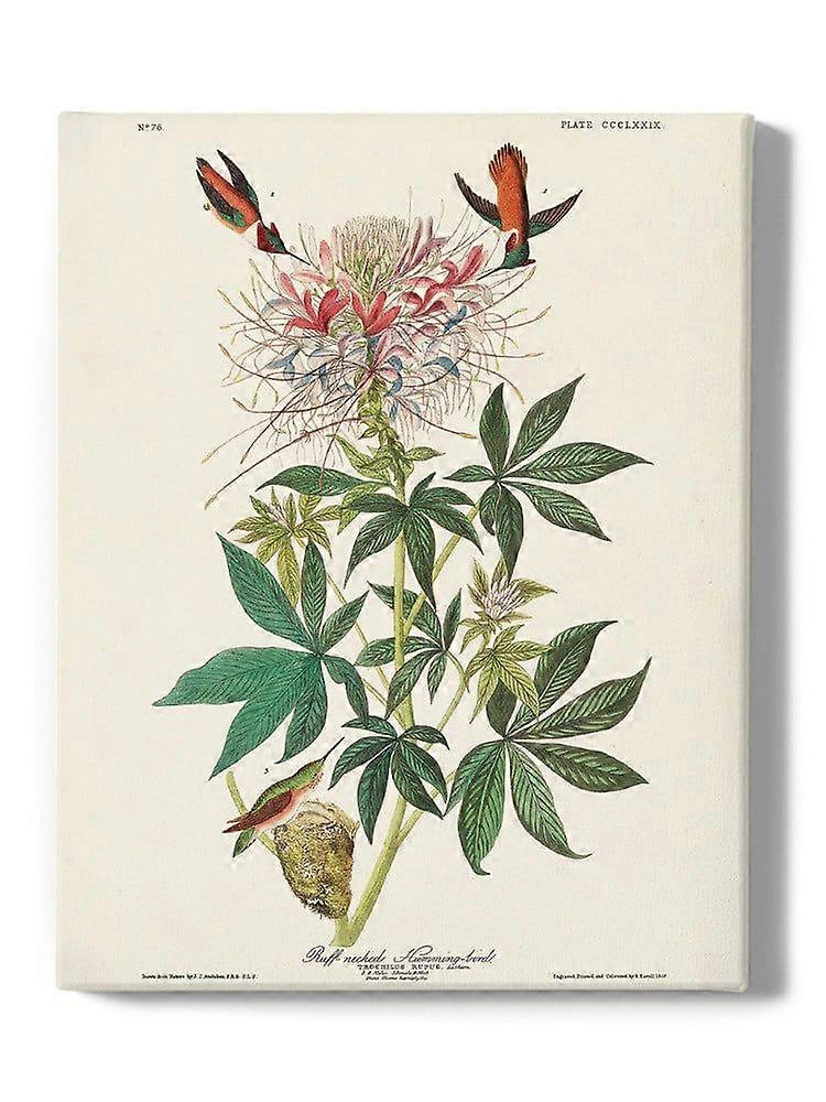Colibris à col collerette enveloppé toile - John James Audubon Designs,-ouyab1401
