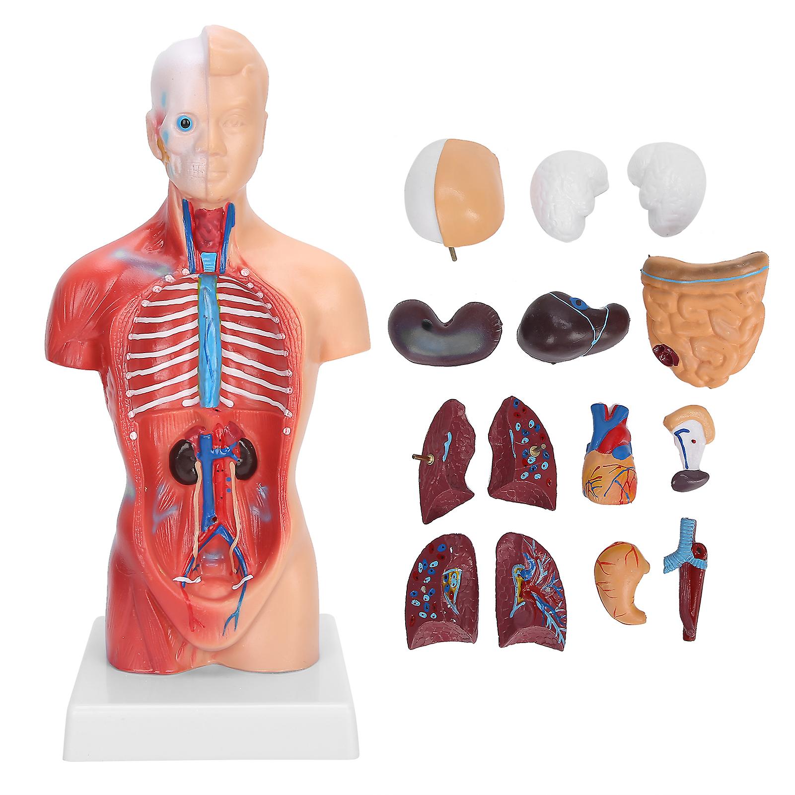 28cm Human Torso Model Detachable Internal Organs Educational Anatomical Assembly Model