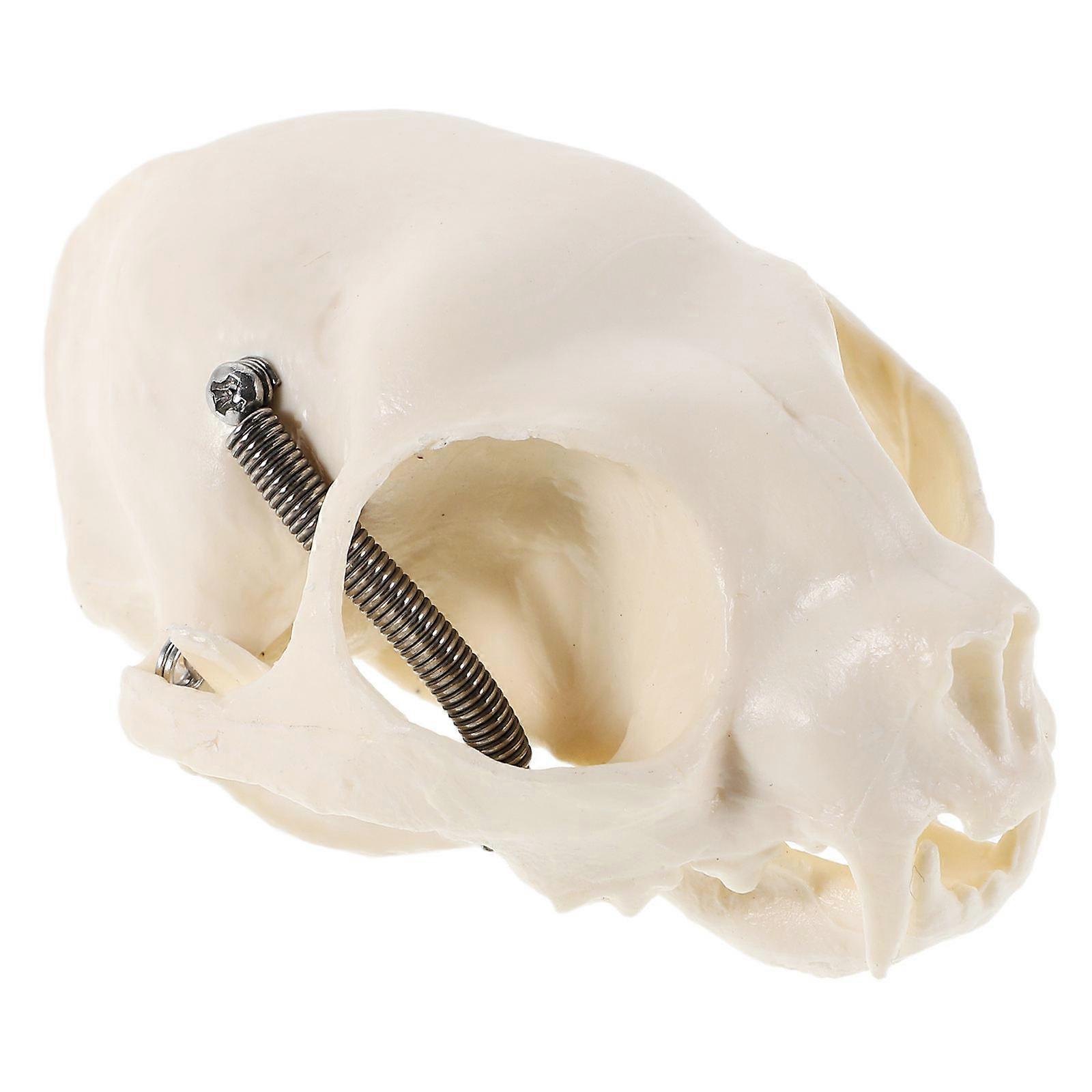 Cat Skeleton Model, Anatomical Animal Skull Display, PVC Collectible for Fish Tank or Teaching Prop, Beige