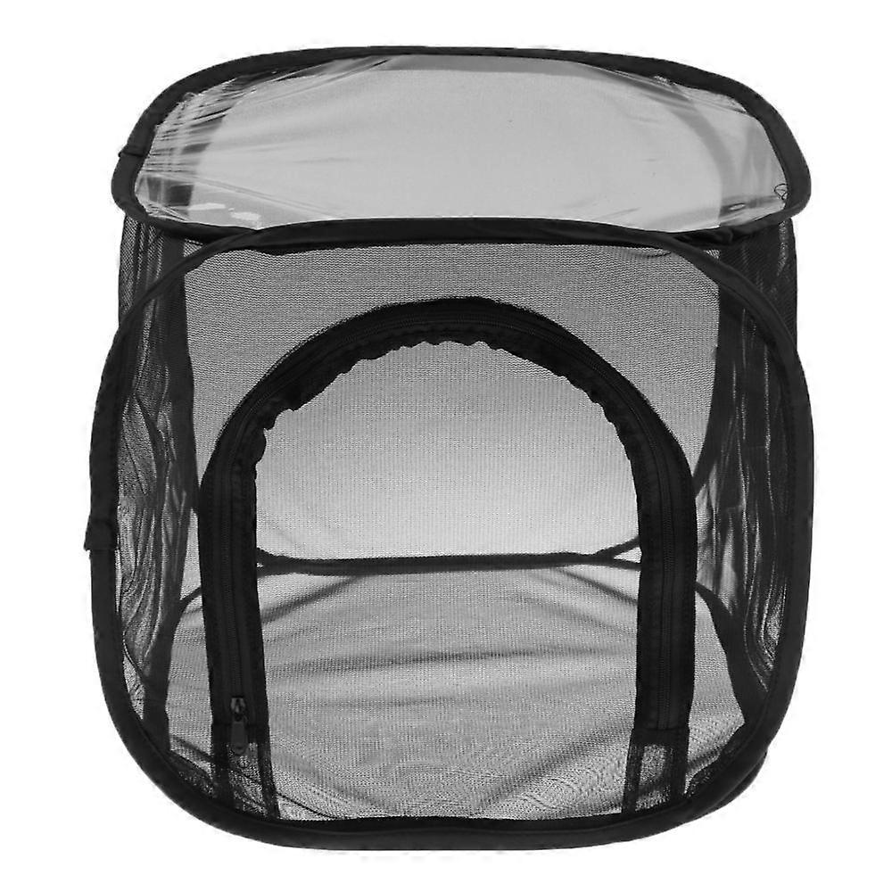 insect cage