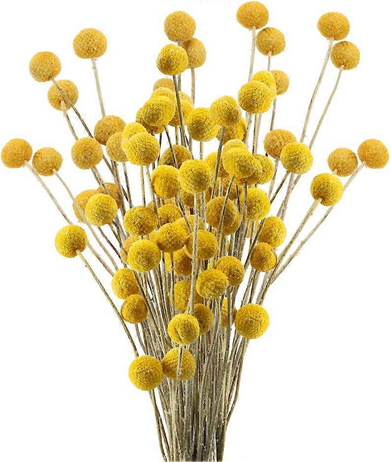 30 Stems Dried Craspedia Flowers Natural