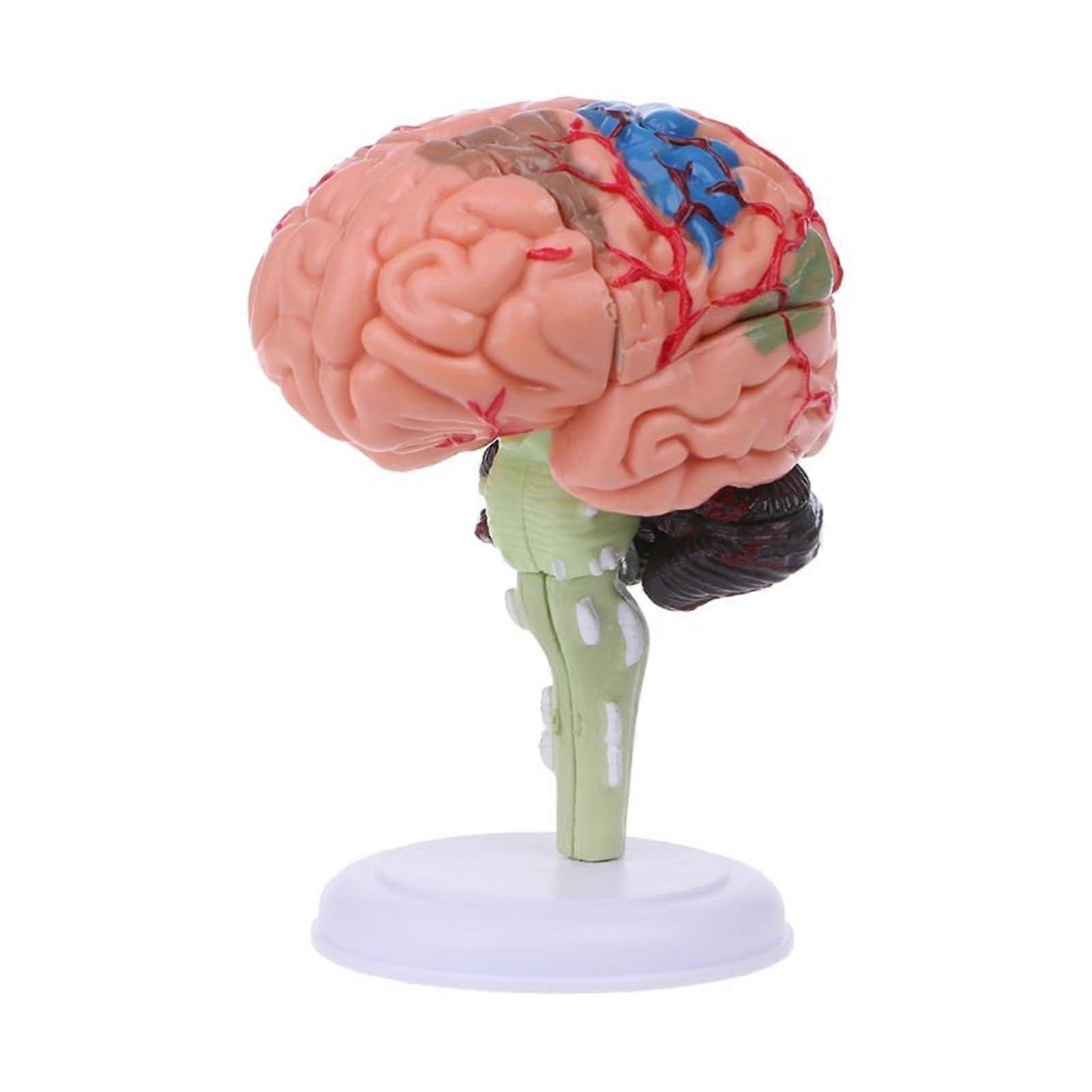4D Disassembled Anatomical Human Brain Model Set for Medical Teaching, Size, Material, and Educational Aid