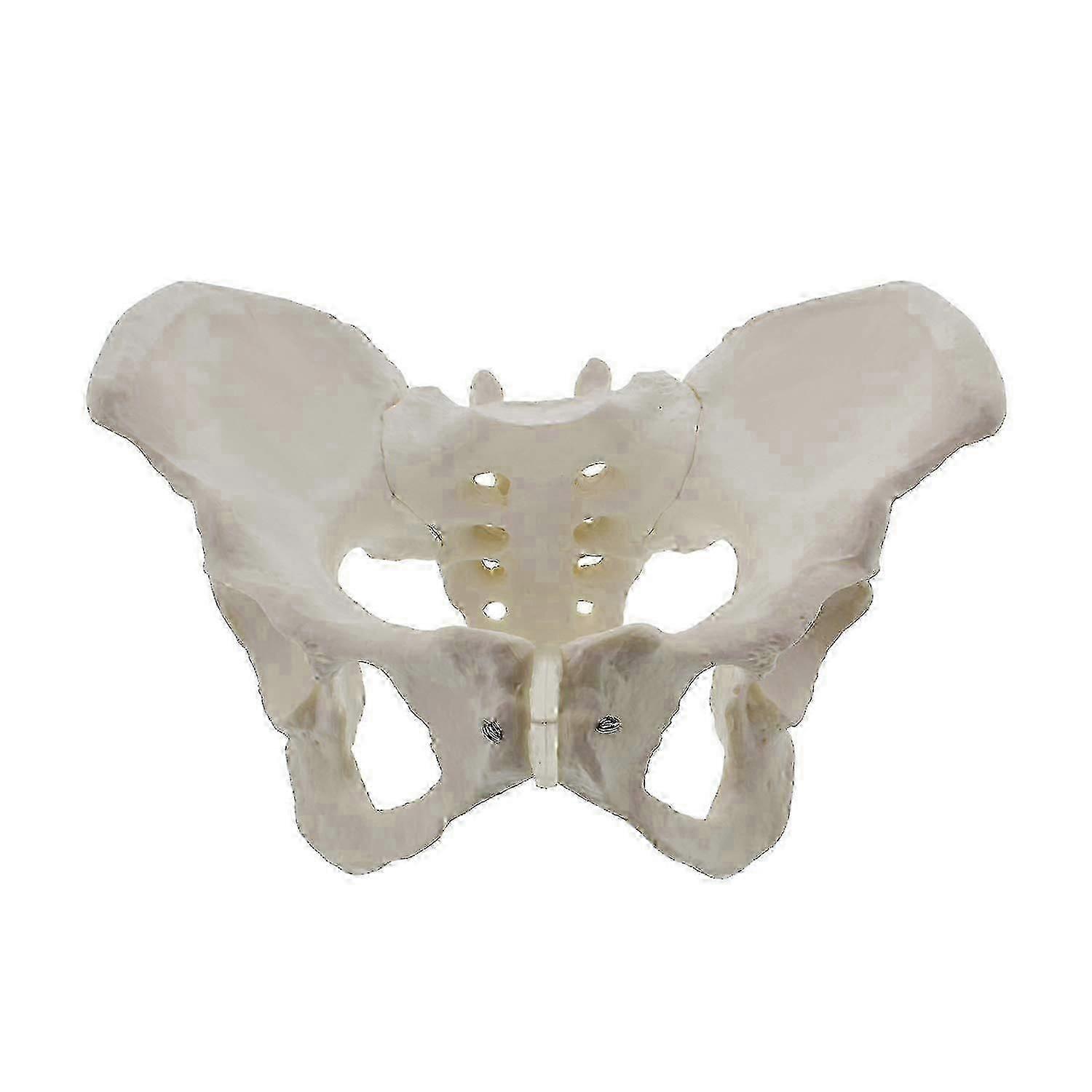 Female pelvis anatomy model life size hip bone structure