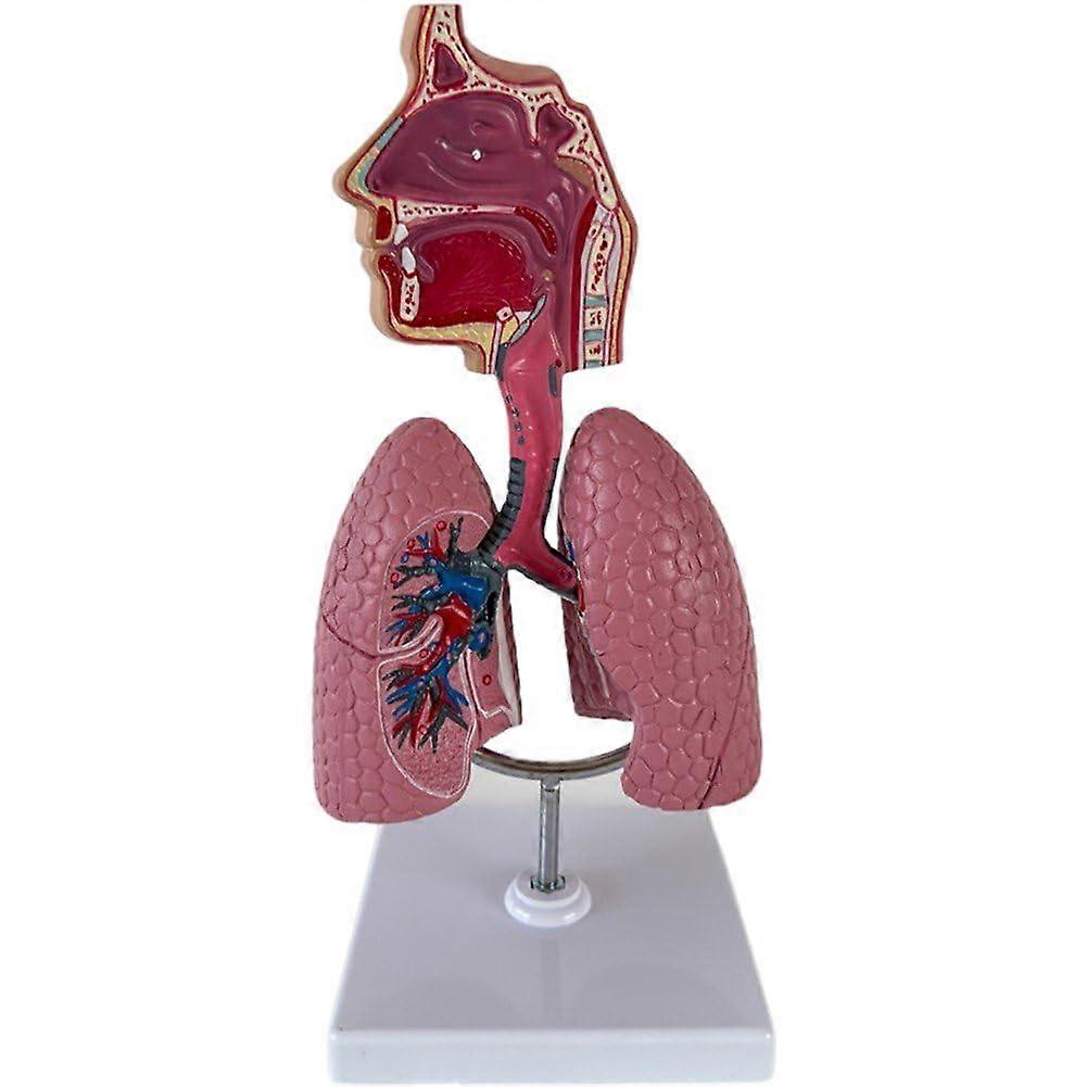 Anatomical Lung Model with Removable Heart, 3D Human Respiratory System PVC for Classroom Teaching