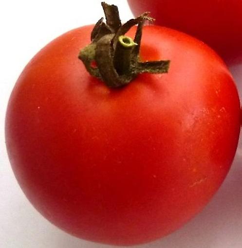 Tomato Moneymaker. Very Reliable.