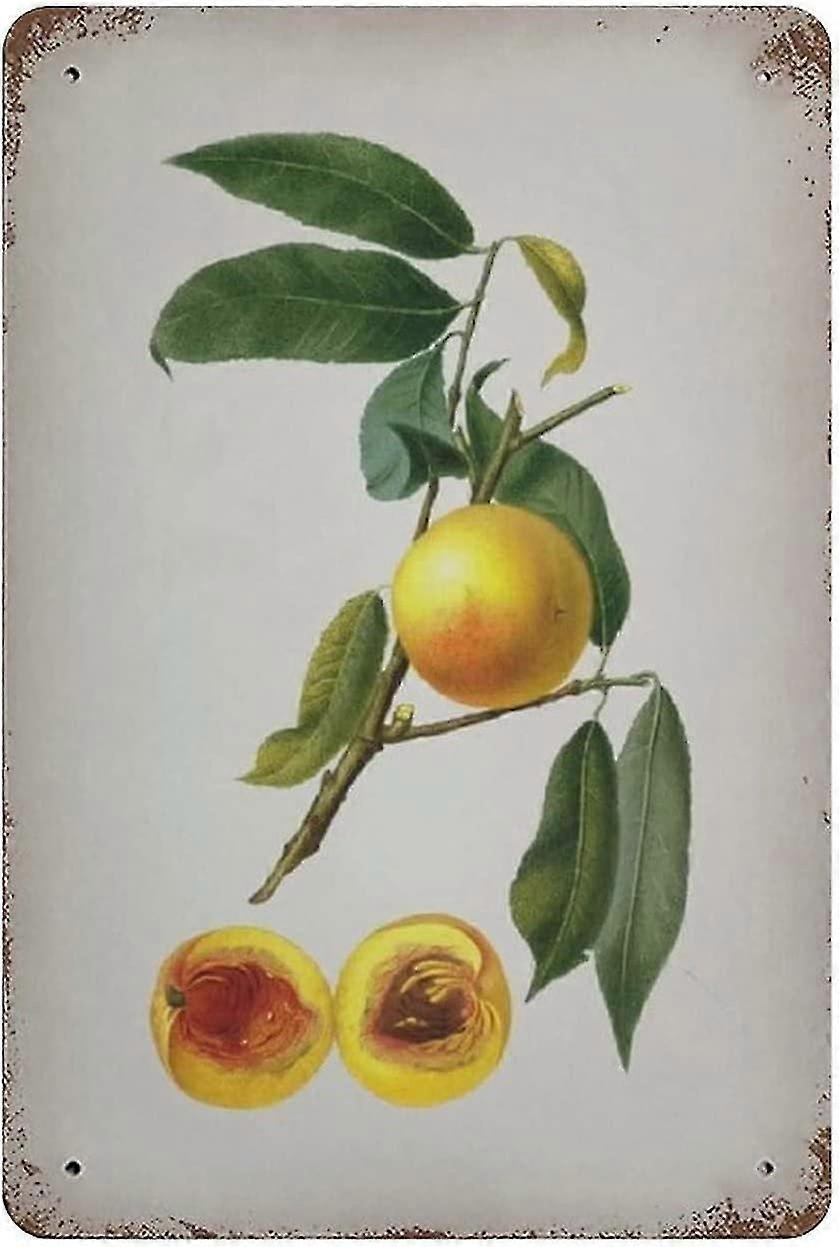 Placa de Metal Vintage Hyacinth Vintage Tin Poster Metal Sign 8x12 Polegadas OU 12x16 Polegadas Modo 1557