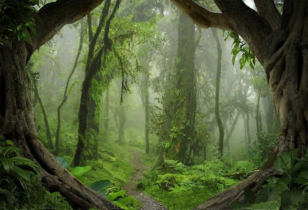 7x5ft Forest Backdrop Tropical Jungle Rainforest For Photography Misty Green Trees Pathway Background Photo Studio Props