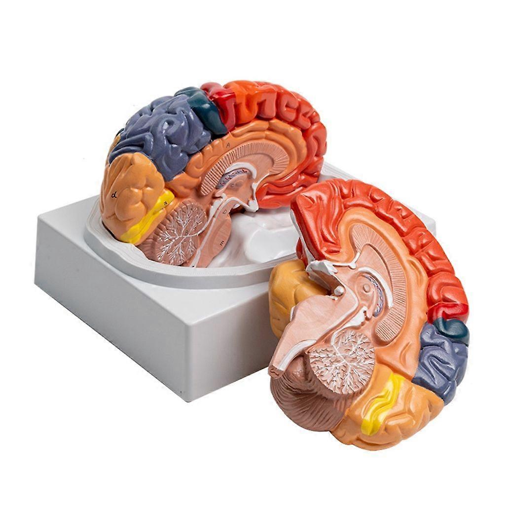 Human Anatomical Brain Model for Lecture Report