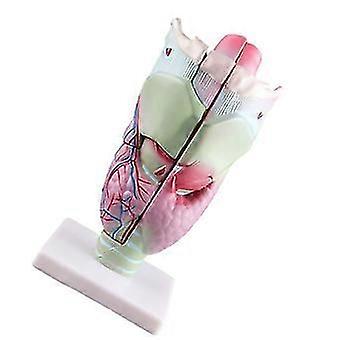 Human Larynx Model Enlarged Anatomical Larynx Model Medicals Teaching Aid