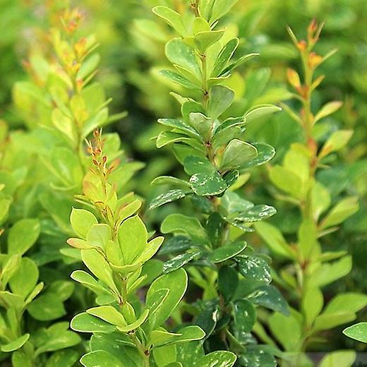 Berberis Pow Wow. Japoneză afine.