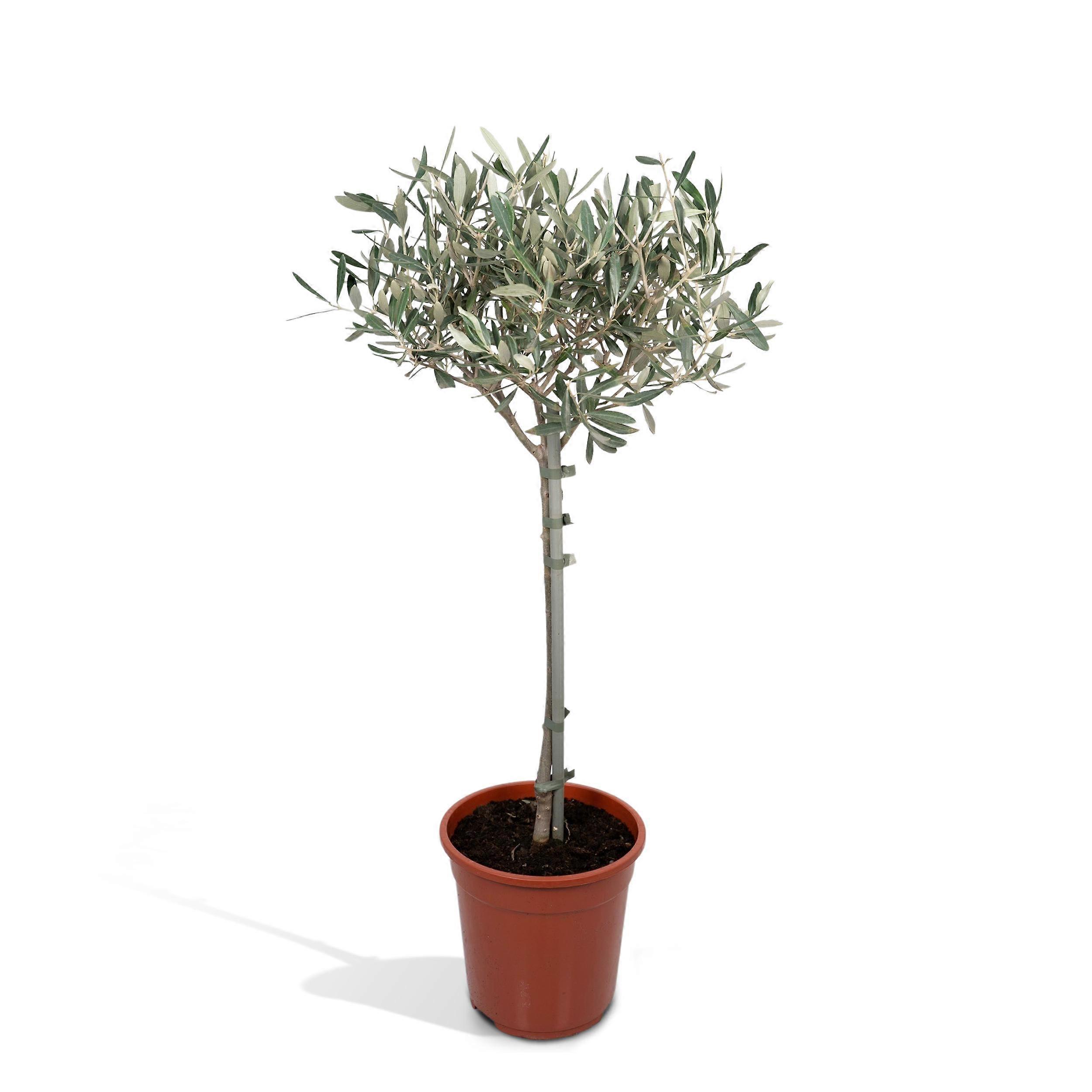Olea op stam - 80-90cm - Ø19cm