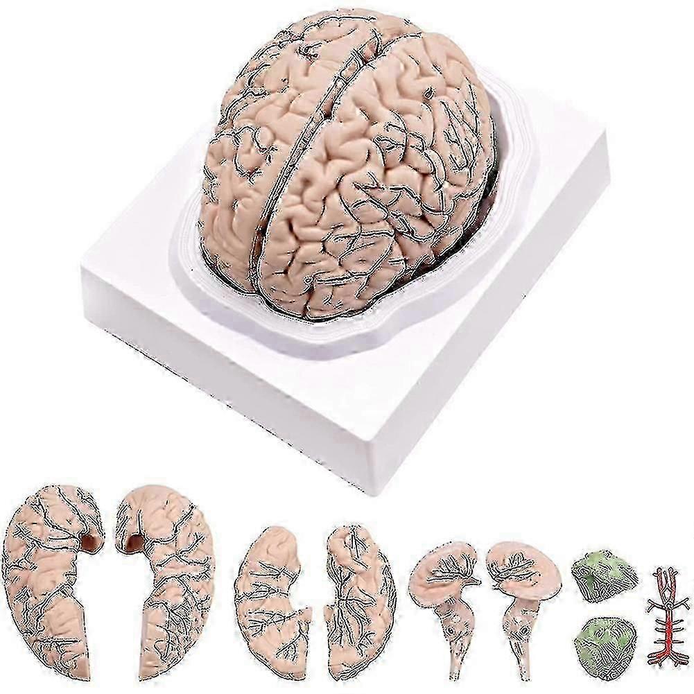 Human Brain,life Size Human Brain Anatomy Model With Display Base, For Science Classroom Study & Te