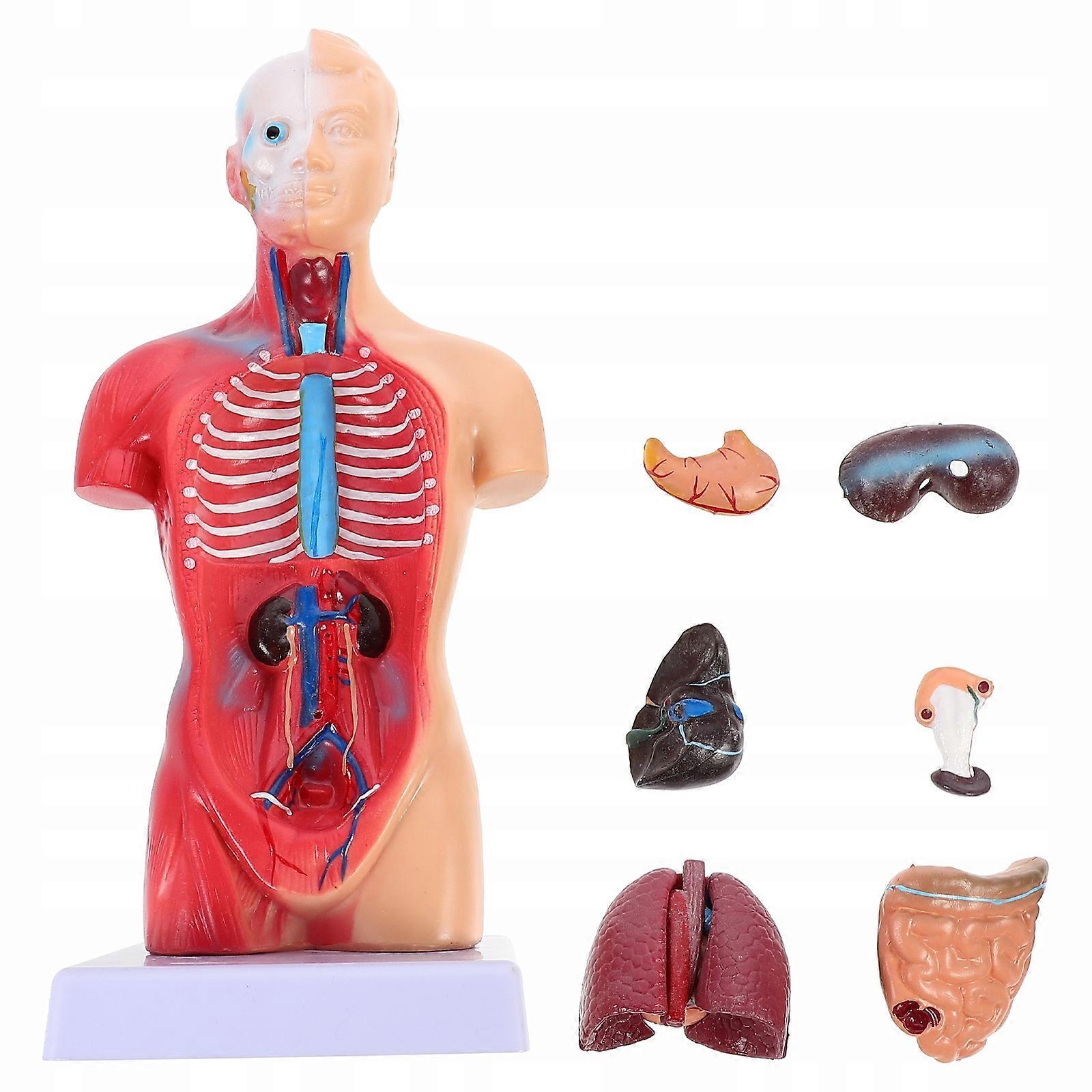 Mannequin Anatomical Body Model