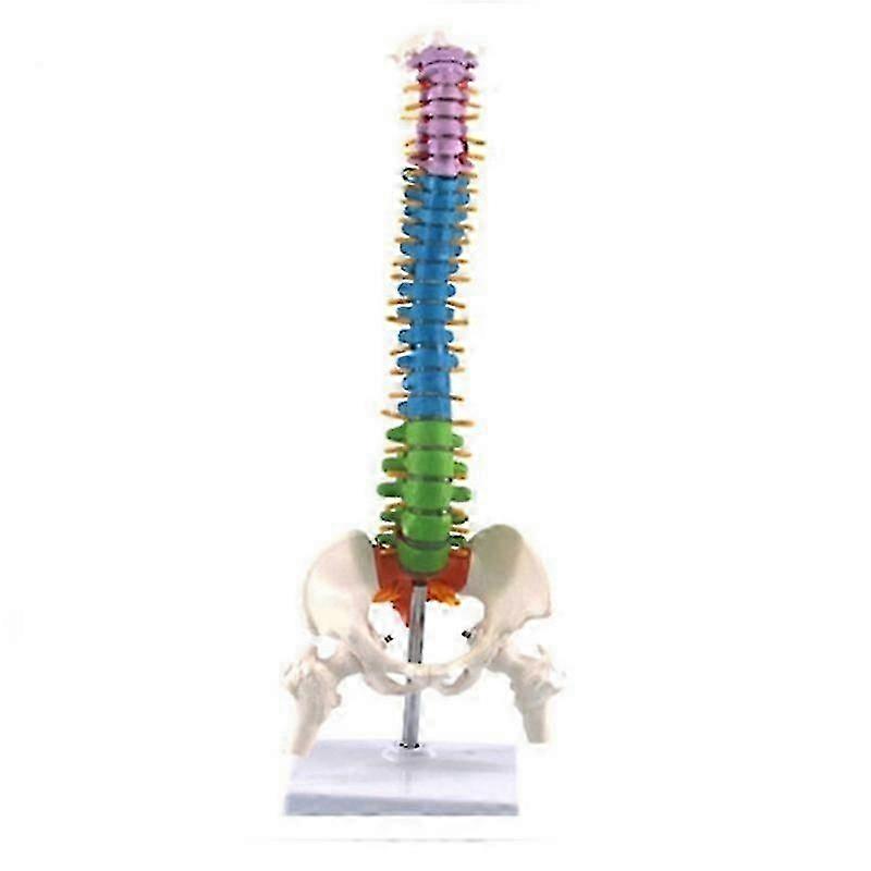 45CM with Pelvic Human Anatomical Anatomy Spine spinal column model Teaching Resources for students DS