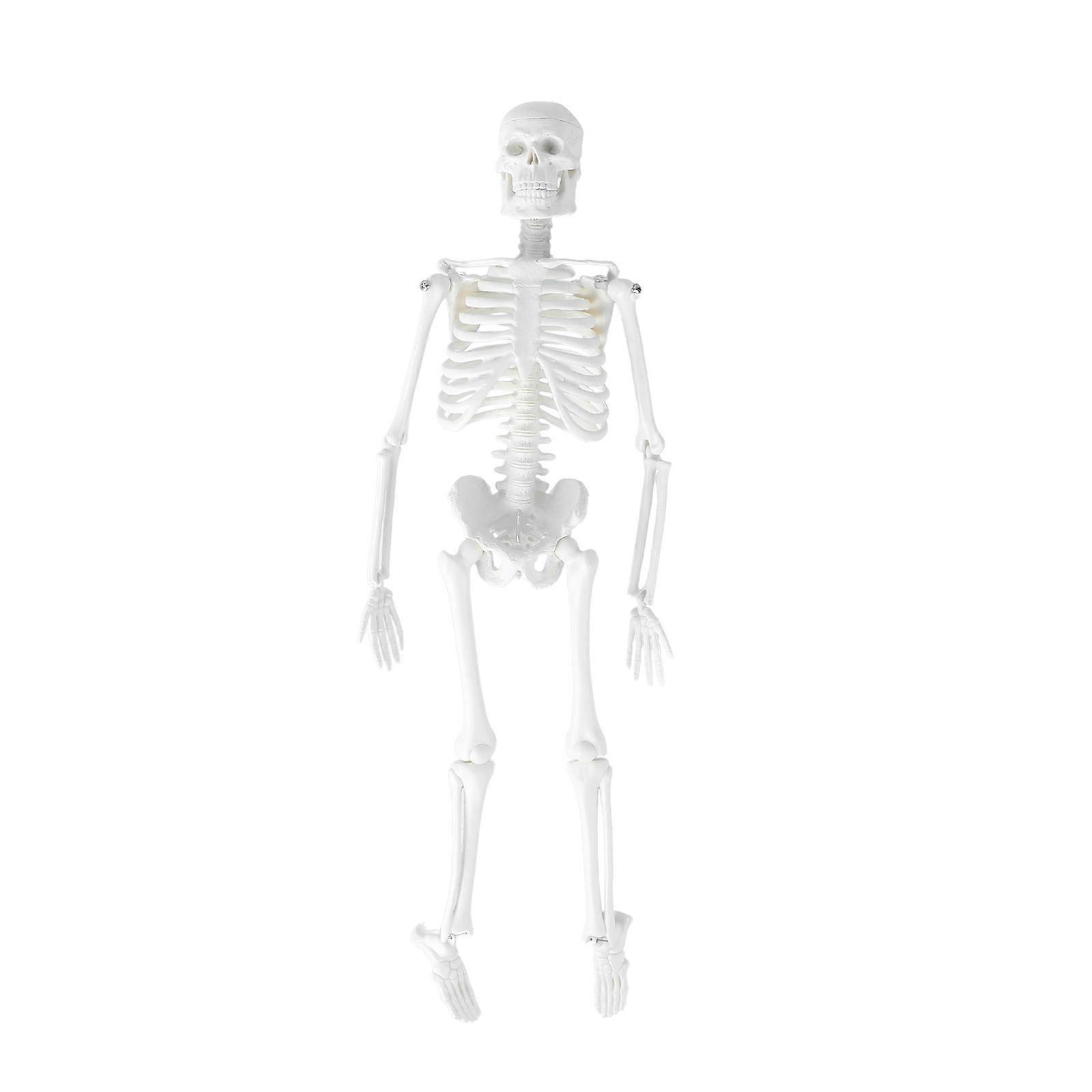 Medical Anatomical Study Skeleton Model Perfect For Classroom Teaching 45cm Unbreakable Design 1Set