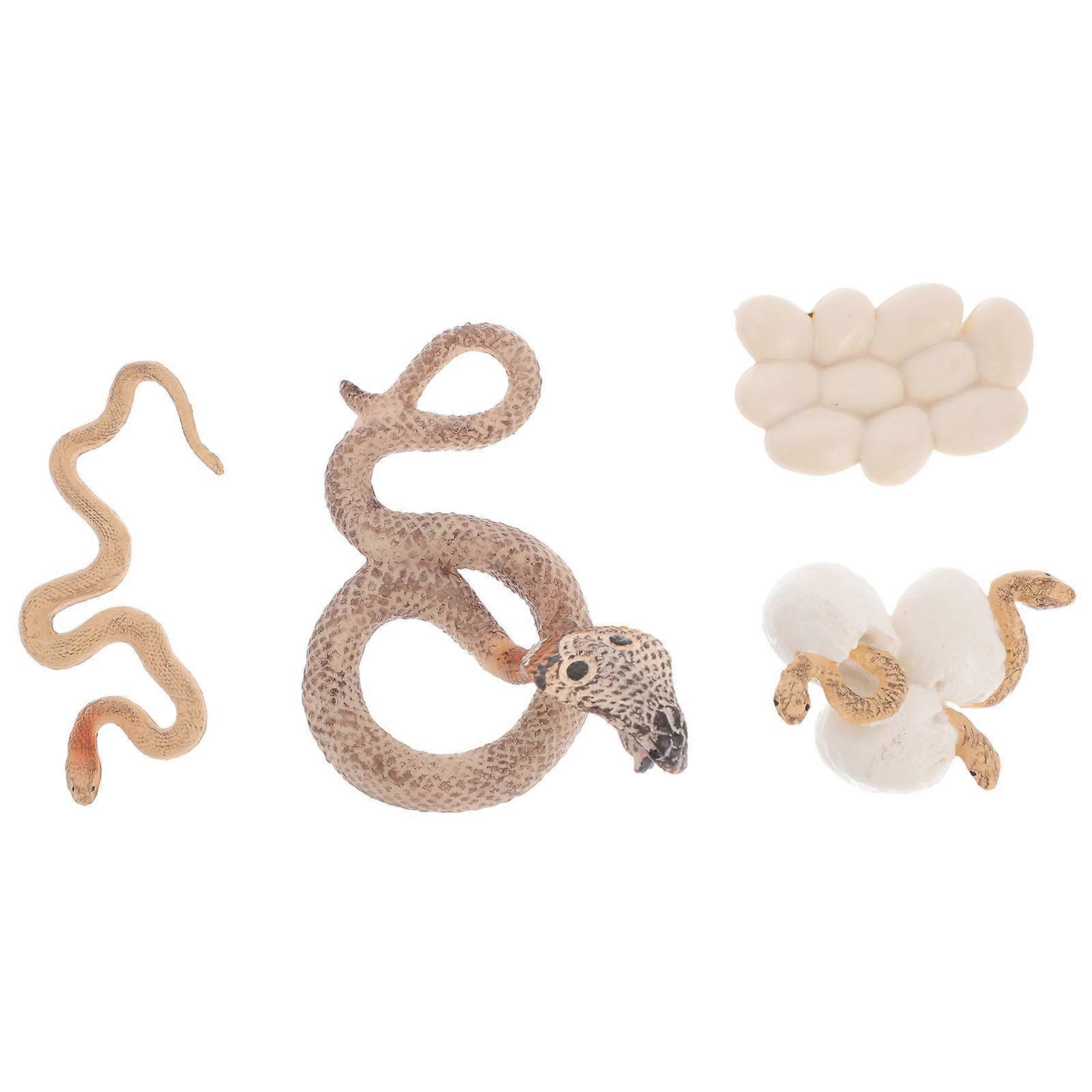 2Sets Cobra Growth Cycle Educational Toys Model for Kids Learning