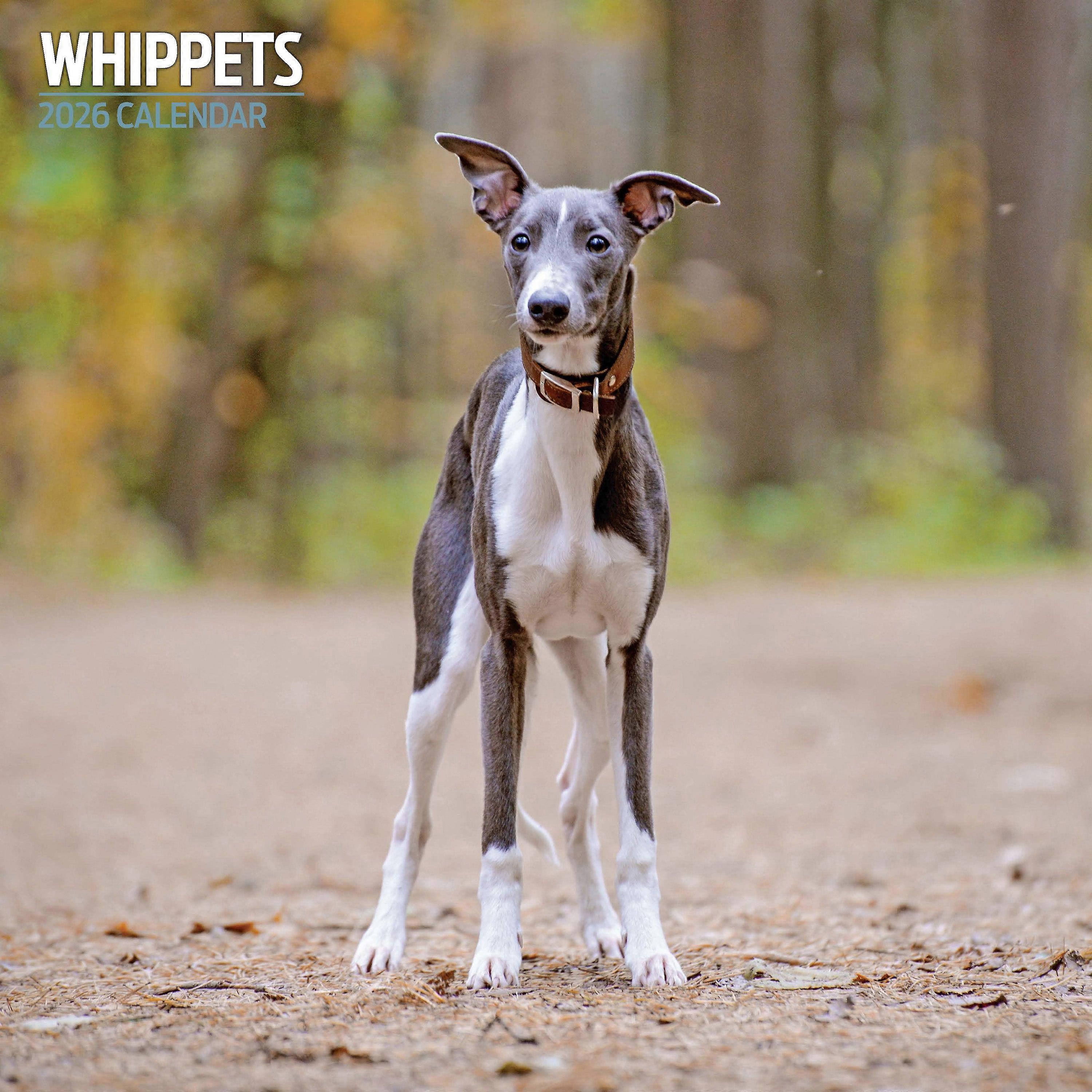 Magnet & Steel Whippet Calendar 2026