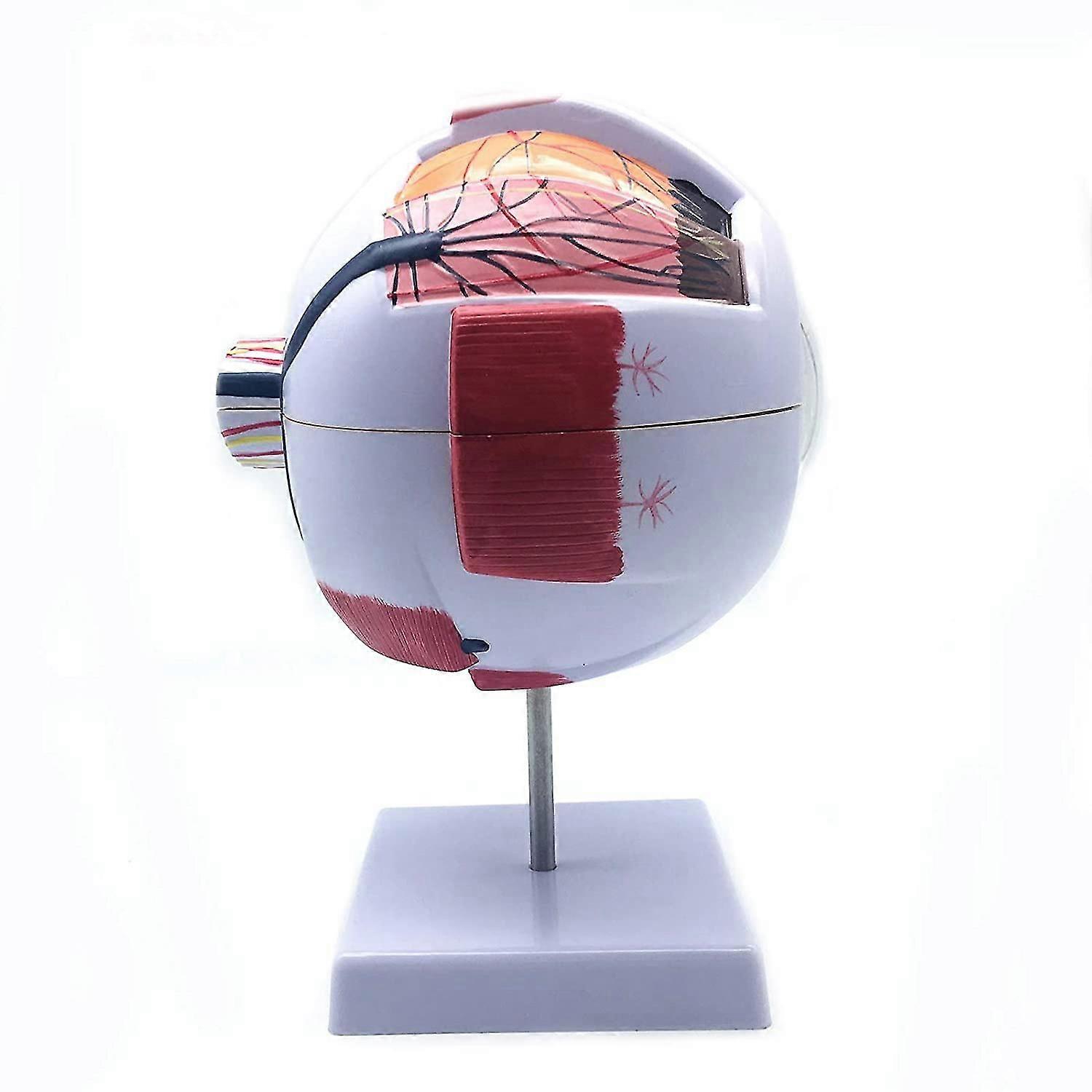 6x توسيع العين البشرية نموذج تشريحي، تشريحيا دقيقة نموذج العين البشرية تشريح العين للعلم