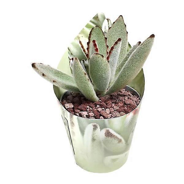 Kalanchoe tomentosa Ø7cm