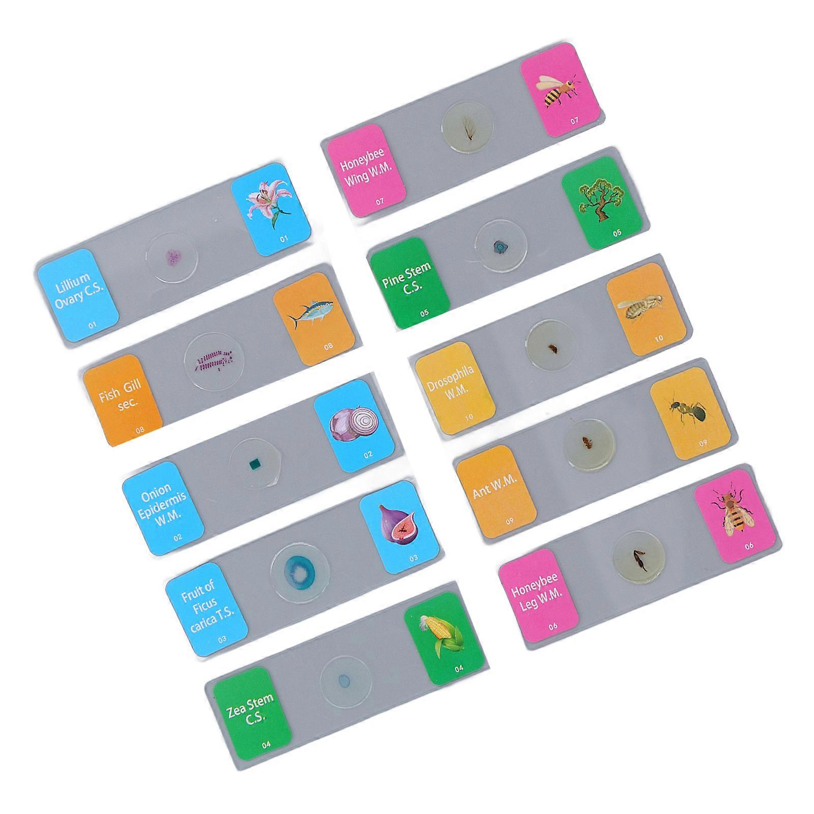 10Pcs Microscope Slides with Specimens Animal Plant Bug Glass Slides Laboratory Supplies for Observation 